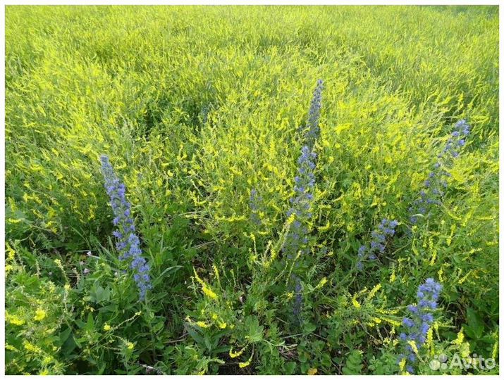 Семена донника жёлтого