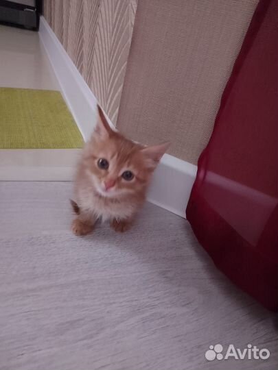 Кошечка в добрые руки