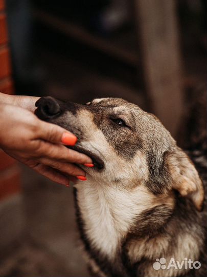 Милый дружочек, по имени Барон