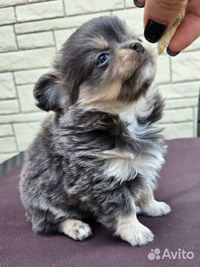 Щенки чихуахуа