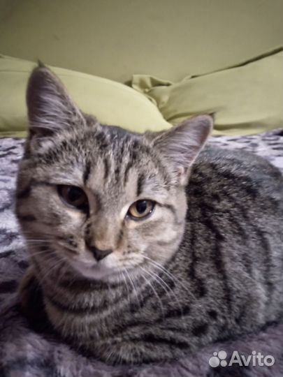 Кошки бесплатно