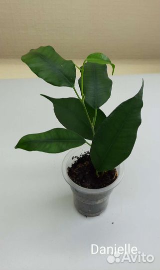 Фикусы сортовые