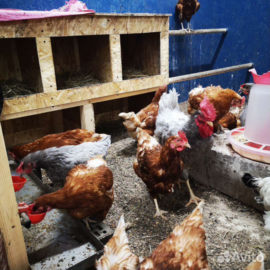 Домашние тушки и яйца