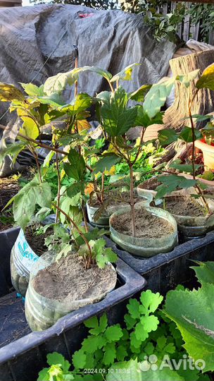 Калина бульденеж саженцы