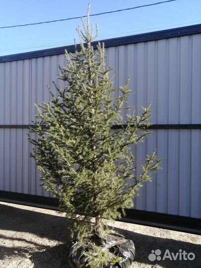 Ель саженцы от 50см до 2м