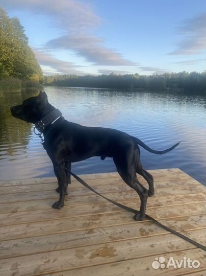 Американский питбультерьер черный для вязки