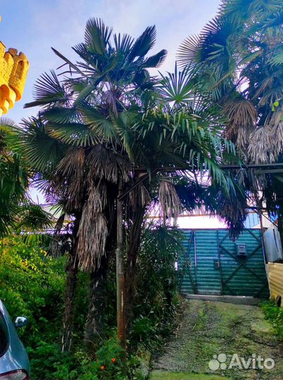 Пальма веерная