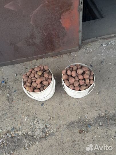 Семенной картофель