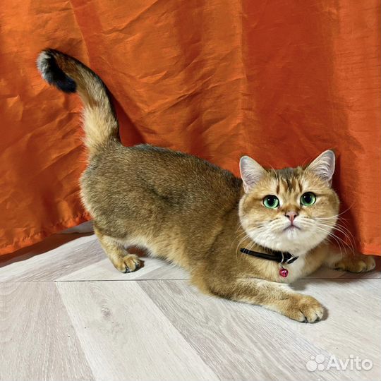 Кошка британская золотая шиншилла