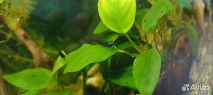 Криветки Блю дрим и гуппи чёрный монах