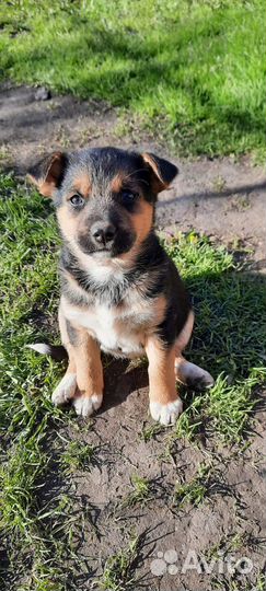 Щенки ищут дом