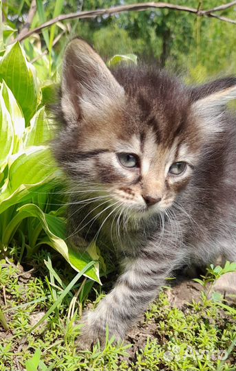 Пристрою котенка