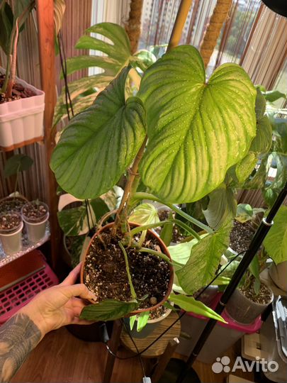 Филодендрон Мамей