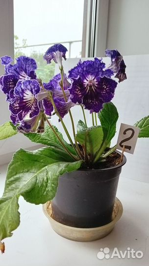 Цветы домашние в горшках Стрептокарпус