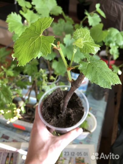 Саженцы виноград Изабелла