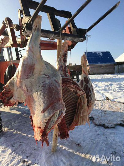 Конина, говядина