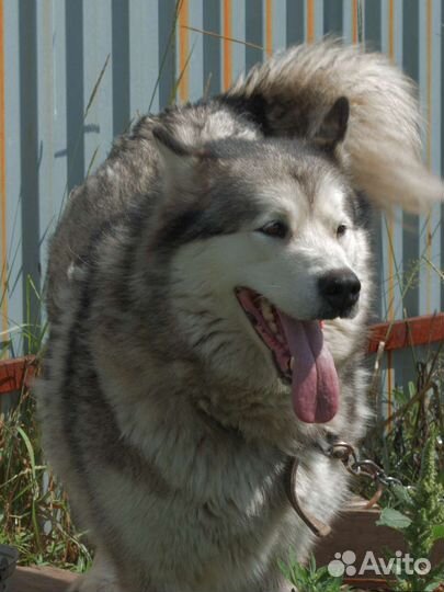 Маламут в добрые руки