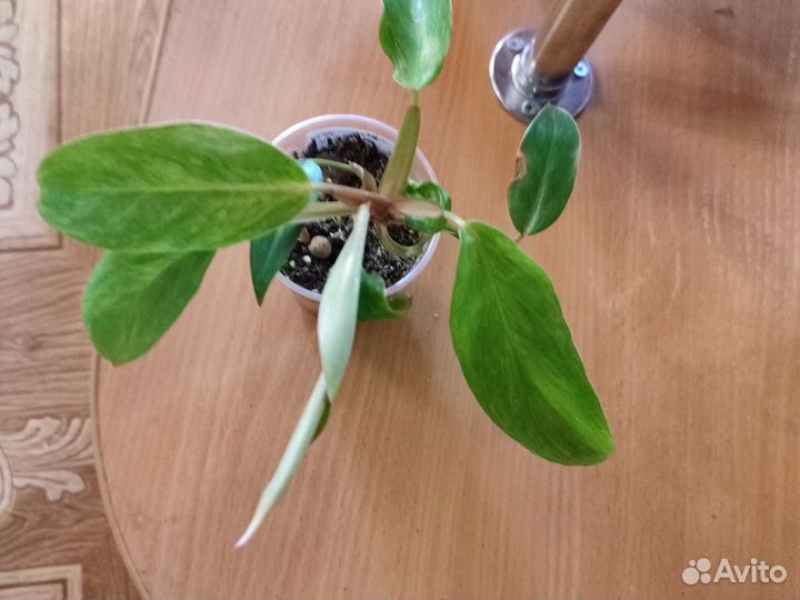Филодендрон медуза