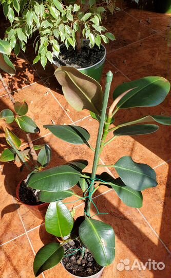Фикус Эластика Робуста, Бенджам,Али,Лавли,Драцены