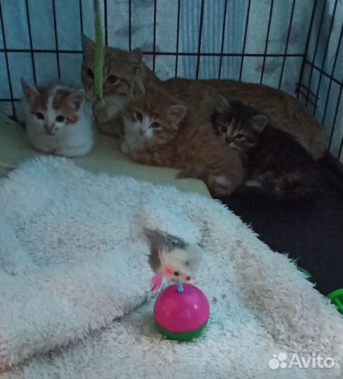 Котята в добрые руки 1,5 мес