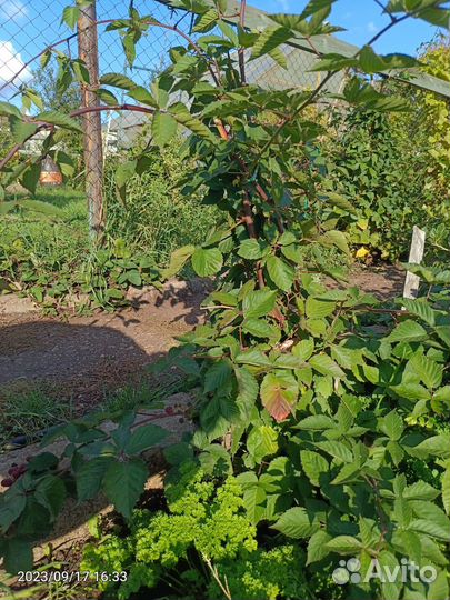 Саженцы ежевики