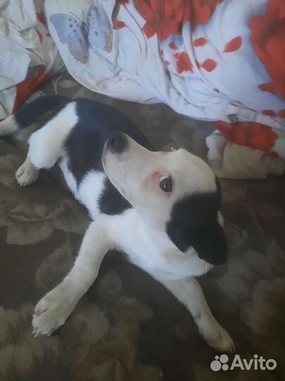 Отдам собаку в добрые руки,зовут кузя