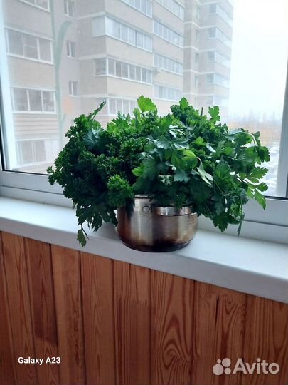 Продам свежий урожай