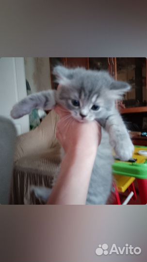 Шотландские котята