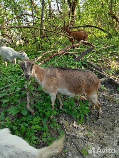 Козы и козлы на племя