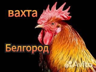 Разнорабочий на птицефабрику Вахта Белгород