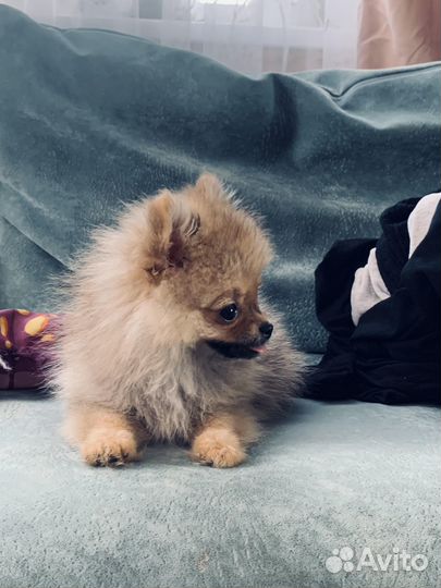 Щенки померанского шпица