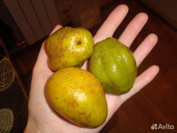 Жимолость садовая, клубника