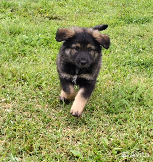 Собака в добрые руки отдам бесплатно