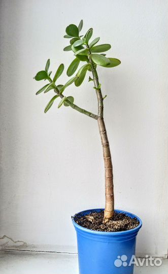 Денежное дерево Тростянка Крассула