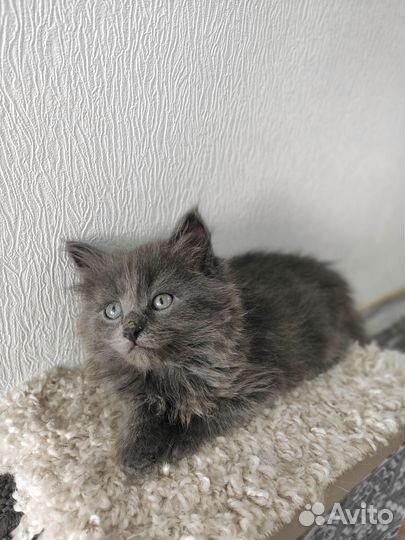 Котята ищут дом