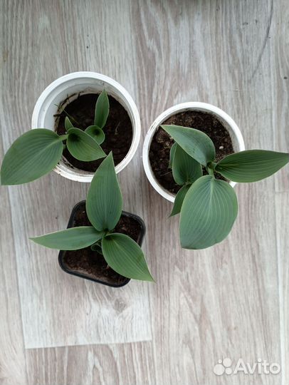 Хоста голубая