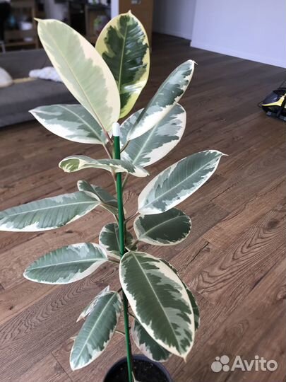 Продам фикусы большие