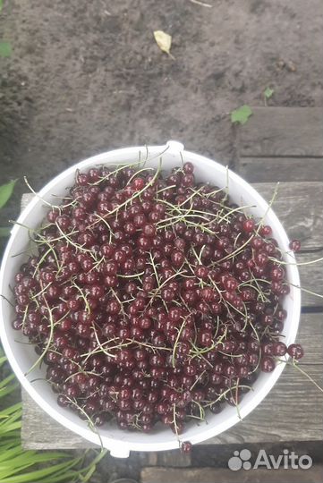 Красная смородина