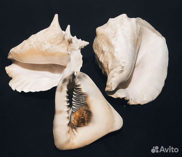 Ракушка раковина морская большая