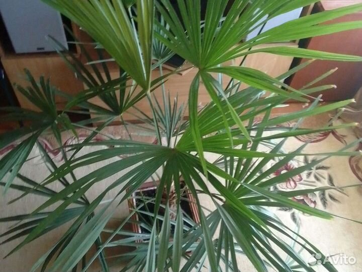 Пальма веерная Ливистона