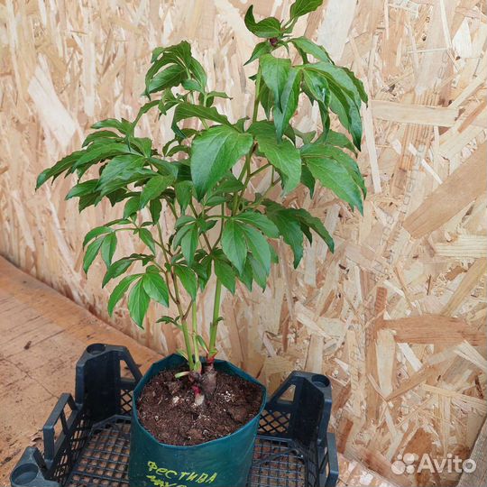 Пион фестива maxima