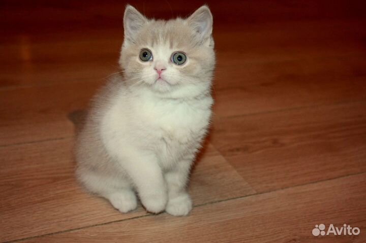 Продажа котят