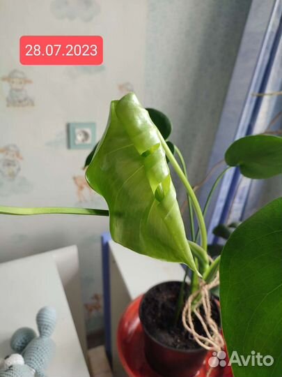 Монстера черенки