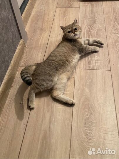 Британская кошка бесплатно