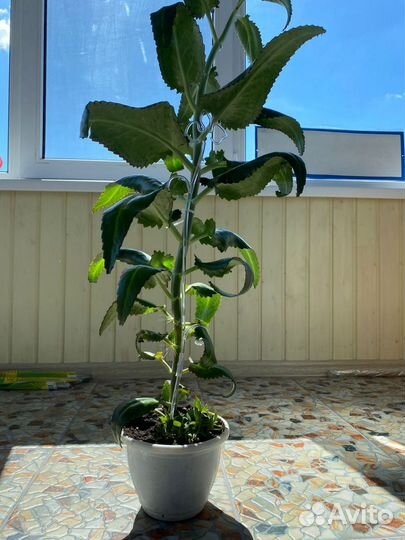 Каланхоэ лечебное