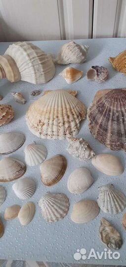 Ракушки для поделок