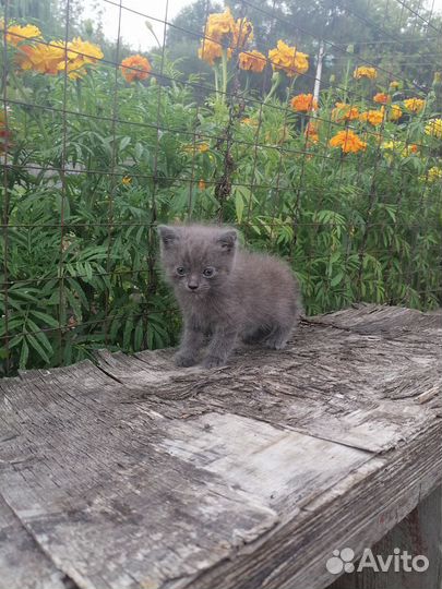 Чудесные котята