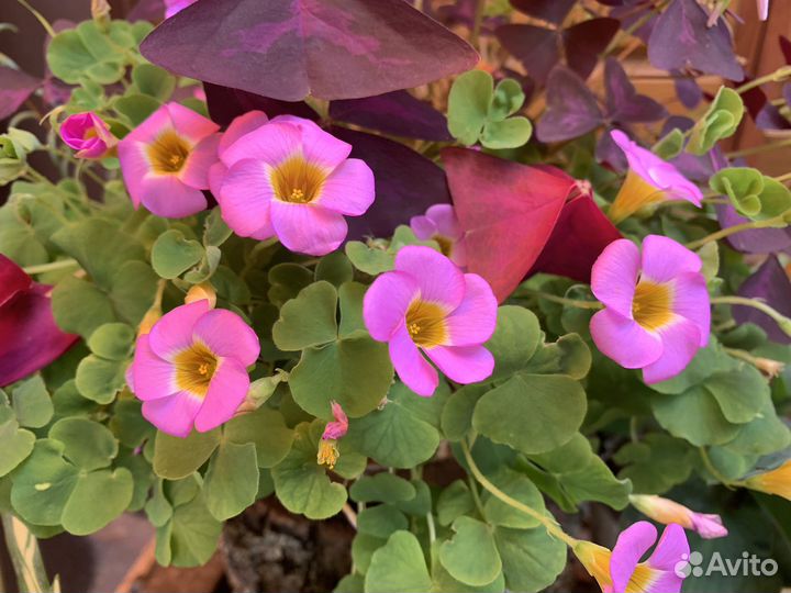 Кислица оксалис