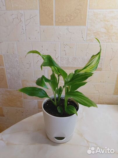 Спатифиллум Перл Купидо/Диффенбахия/Сансевиерия