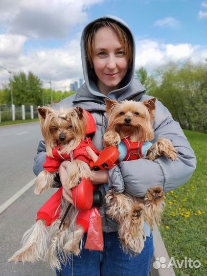 Передержка/выгул небольших собак